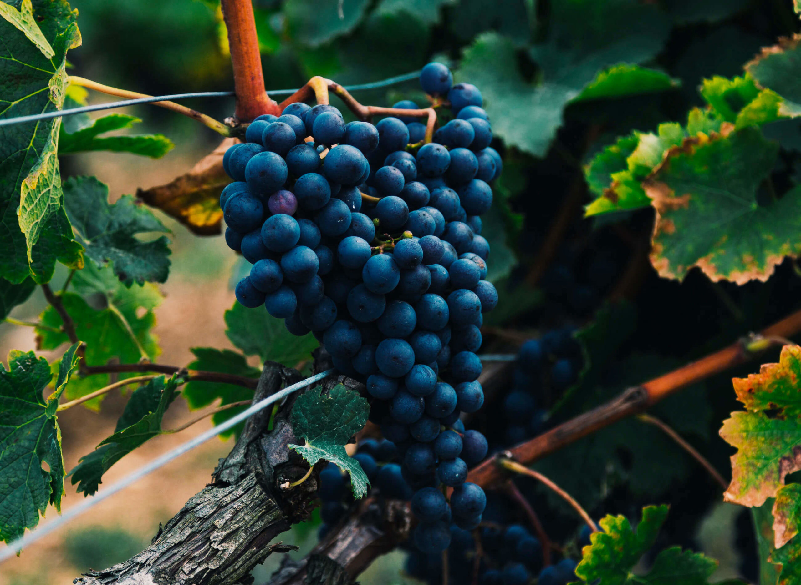 The Beauty of Winemaking beauty-of-winemaking